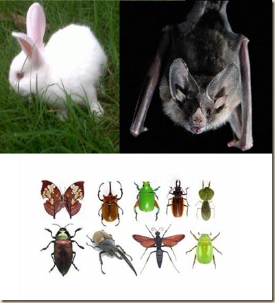 levitico 11 conejos murcielagos e insectos ateismo