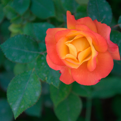 Hd-159092-ascw159092