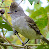 Yellow-bellied Elaenia (Guaracava-de-barriga-amarela)