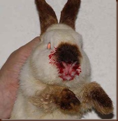 Enfermedad hemorraica del conejo