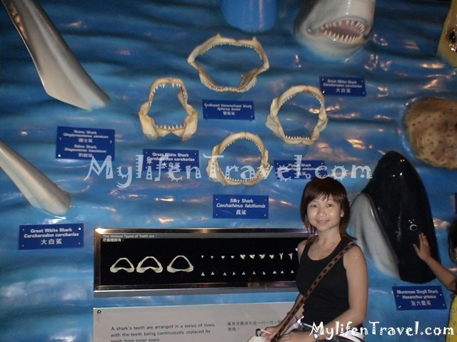 [Shark-Aquarium-053.jpg]