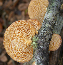 Contoh Gambar Trypophobia Jamur Contoh Gambar Trypophobia Jamur