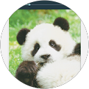 Pandas profile picture