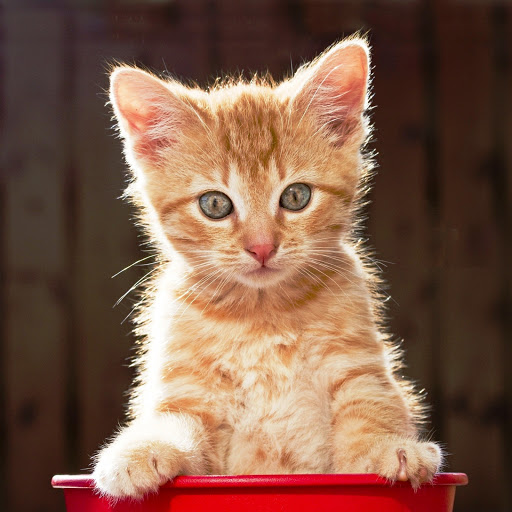 Hd-141735-ascw141735