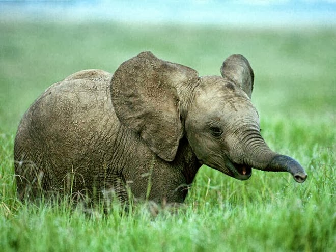 baby-elephants