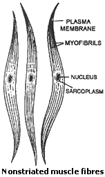 Nonstriated muscle fibres