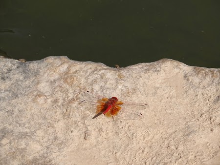 12. Insecta Oman.JPG