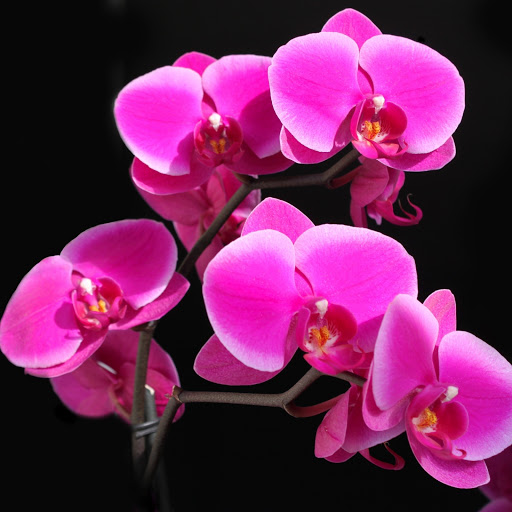 Hd-149215-ascw149215