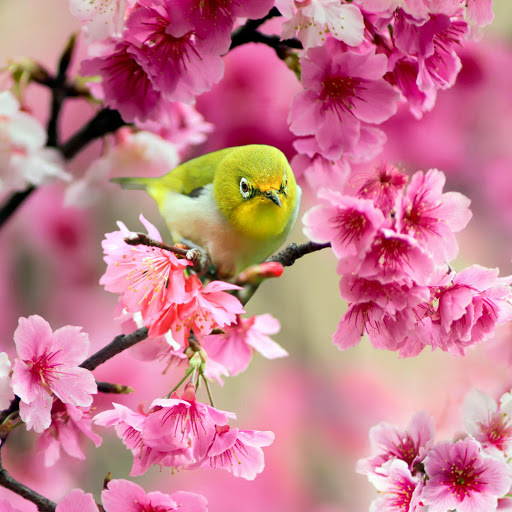 Hd-178010-ascw178010