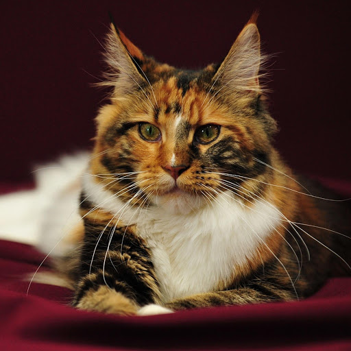 Hd-181657-ascw181657