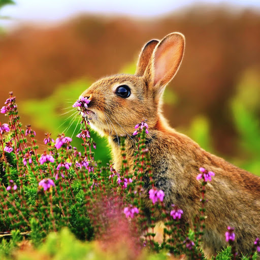 Hd-146134-ascw146134