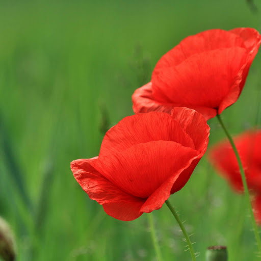 Hd-152567-ascw152567