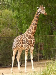 girafe de Rotschild