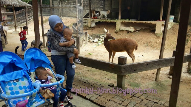 Bawa Anak Kenali Haiwan Secara Dekat di Farm In The City, Seri Kembangan Bawa Anak Kenali Haiwan Secara Dekat di Farm In The City, Seri Kembangan