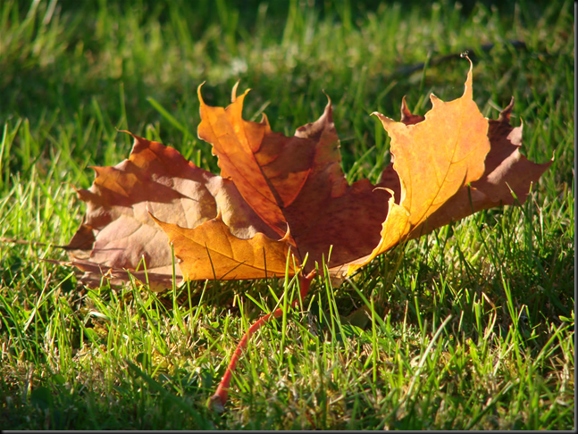 Autumn 6