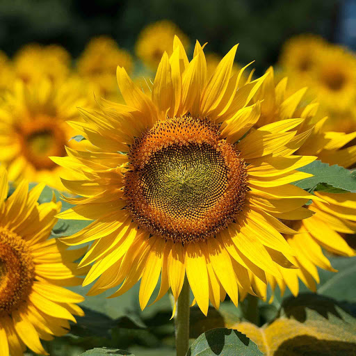 Hd-131753-ascw131753