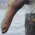 Stellar's Sea Lion