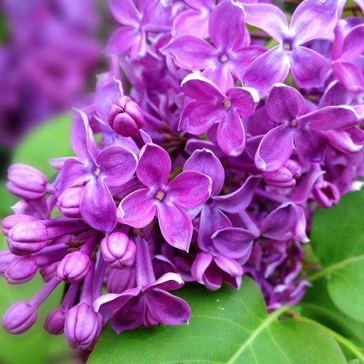 Hd-164492-ascw164492