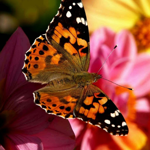 Hd-180123-ascw180123