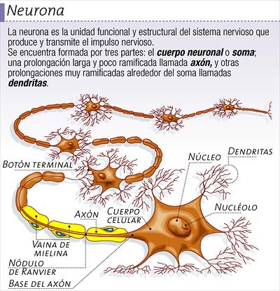 [sistema%2520nervioso%255B7%255D.jpg]