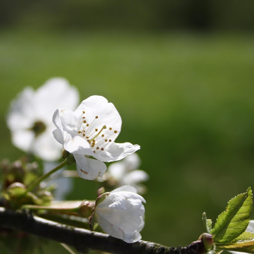 Hd-171712-ascw171712