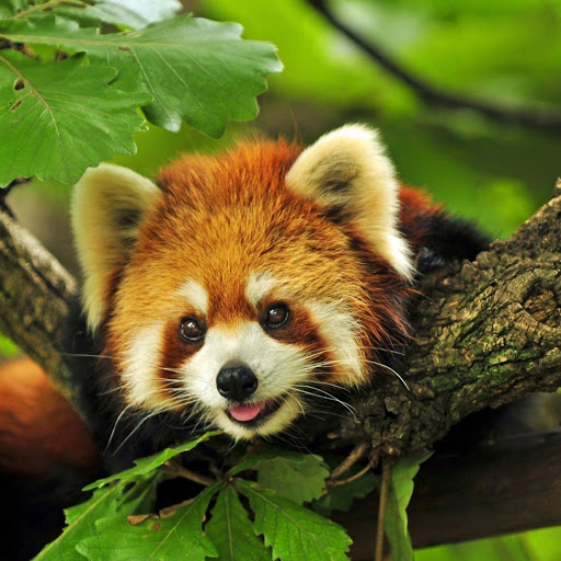 Hd-166024-ascw166024