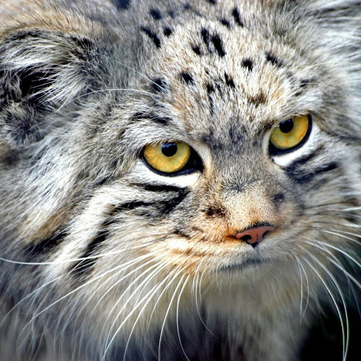 Hd-139200-ascw139200