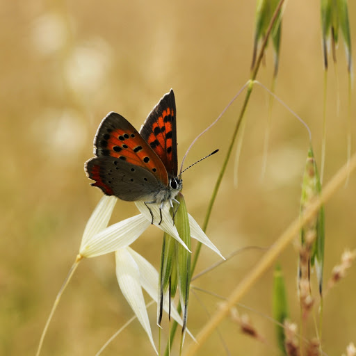 Hd-152389-ascw152389