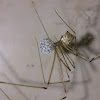 Tailed Cellar Spider (♀) - With Egg Sac