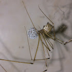 Tailed Cellar Spider (♀) - With Egg Sac