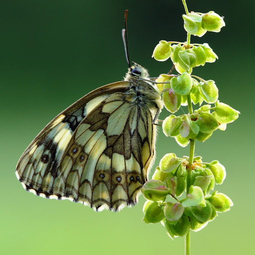 Hd-147520-ascw147520