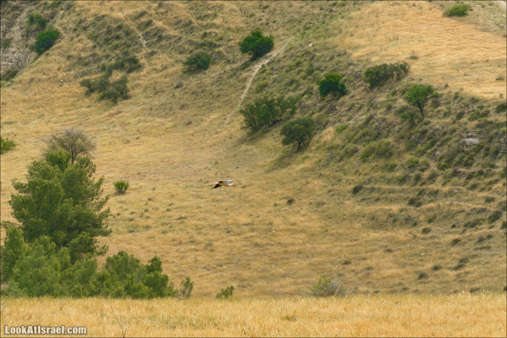 LookAtIsrael.com: Фото-блог о путешествиях по Израилю. Тель Авив, Иерусалим, Хайфа Хлопая крылами пролетел аист. Потом еще. И еще. И еще…. 