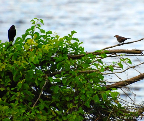 17. cowbirds-kab 17. cowbirds-kab