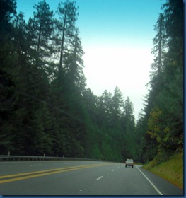 Redwoods (10)
