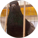 Andy Pigeon