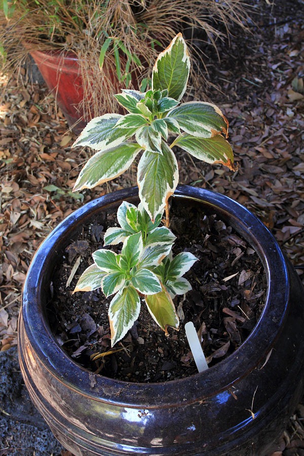 [130310_Hydrangea-macrophylla-Tricolo%255B3%255D.jpg]
