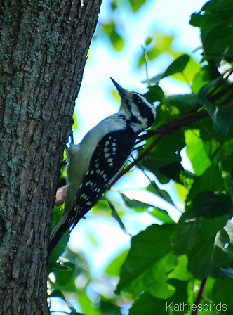 12. Hairy woodpecker-kab