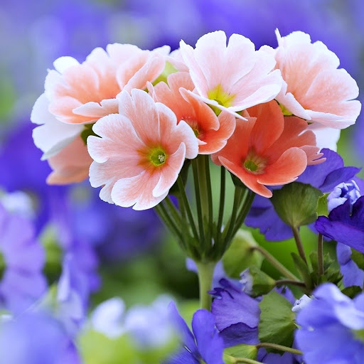 Hd-168403-ascw168403