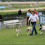 Hundekommunikation ohne Worte