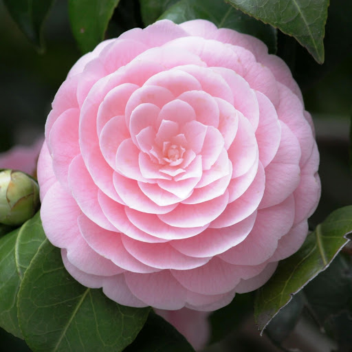 Hd-180184-ascw180184