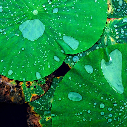 Hd-171189-ascw171189