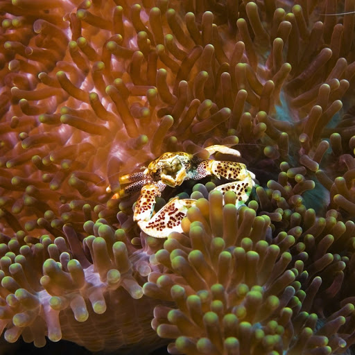 Hd-148044-ascw148044