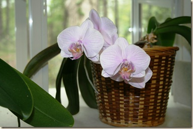 orchid 3-8-12