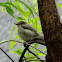 Marico flycatcher