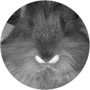 Image Google de Sophie Bellavia
