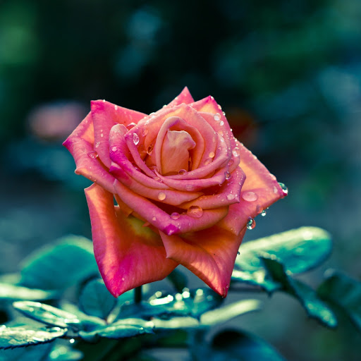 Hd-175035-ascw175035