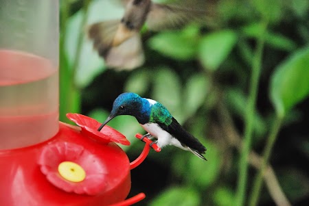 Pasare colibri in Ecuador
