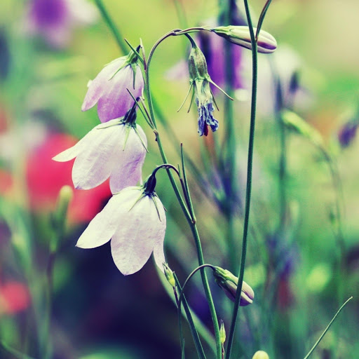 Hd-169602-ascw169602