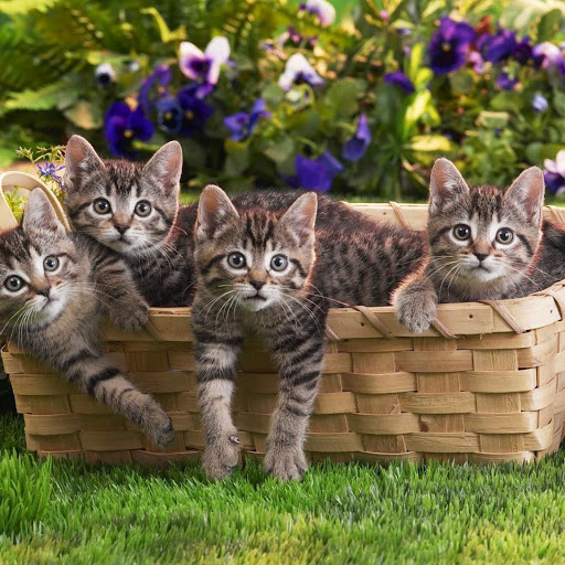 Hd-141589-ascw141589