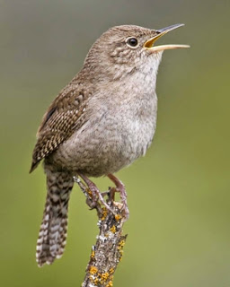 Download suara burung jenis wren suara burung wren